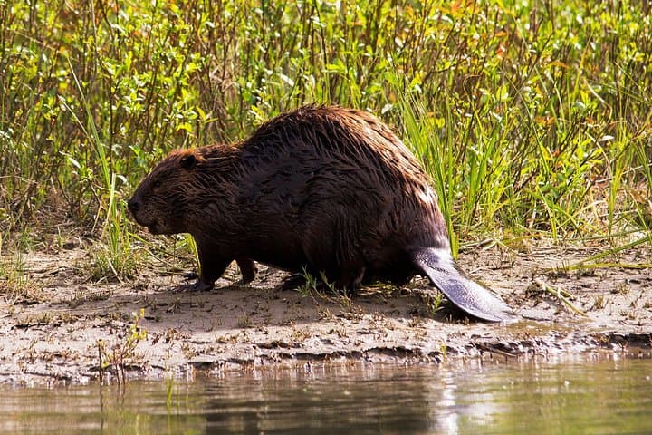Paddling the Bow: Evening Big Canoe Wildlife Tour in Banff National Park photo 4