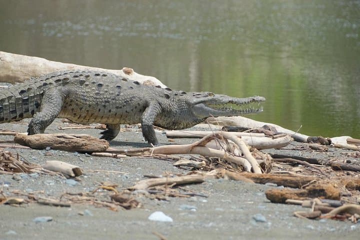 Corcovado Private Adventure: 2-Day Sirena Station Hike and Boat Transfer photo 4