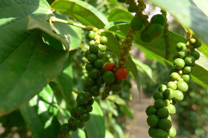 La Plantation Kampot Pepper Farm Tour and Classic Khmer Lunch photo 2