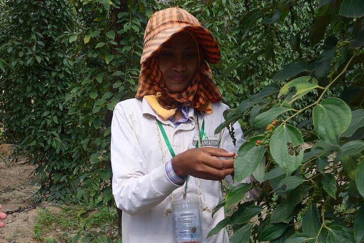 La Plantation Kampot Pepper Farm Tour and Classic Khmer Lunch photo 4