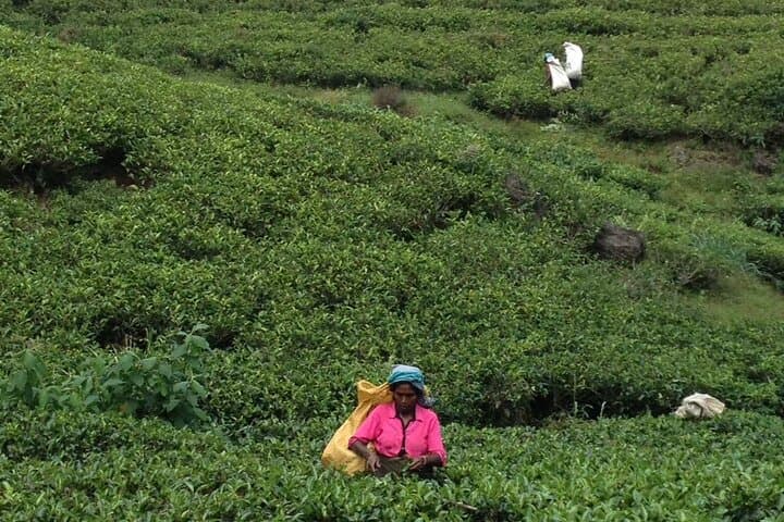 Full-Day Ella Experience: Little Adams Peak, Nine Arch Bridge & Elephant Transit Home photo 5
