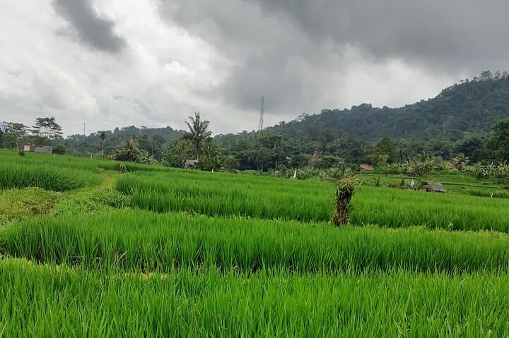 Sidemen Scooter Tours: Scenic Scooter Ride Through Bali's Rice Terraces & Waterfalls photo 4