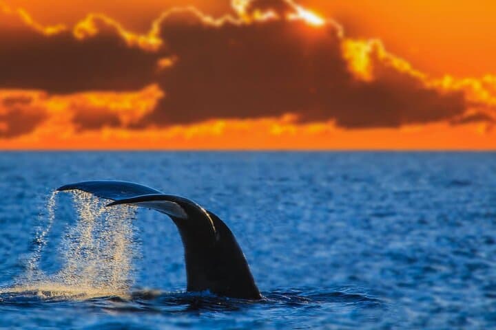 Waikiki Sunset Whale Watch: Humpback Cruise with Whale-Guarantee photo 2