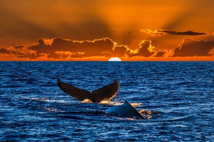 Waikiki Sunset Whale Watch: Humpback Cruise with Whale-Guarantee photo 6
