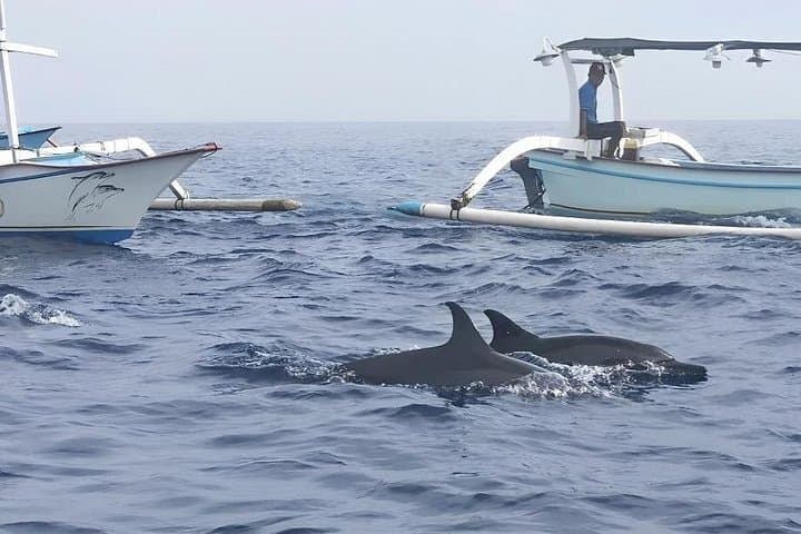 Early-Morning Dolphin Watching at Lovina Beach — Lovina, Wanagiri & Ulun Danu photo 4