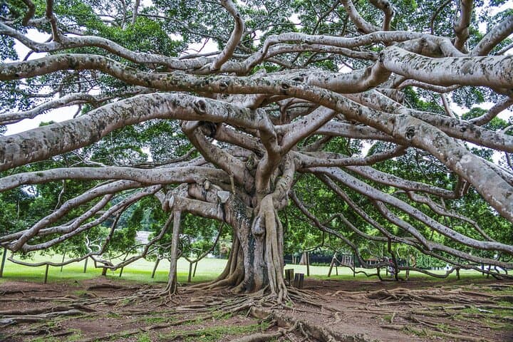 Ultimate 4-Day Cultural and Hill Country Tour of Sri Lanka (Kandy & Nuwara Eliya) photo 5