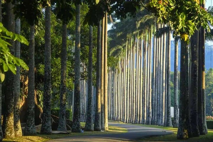 Ultimate 4-Day Cultural and Hill Country Tour of Sri Lanka (Kandy & Nuwara Eliya) photo 2