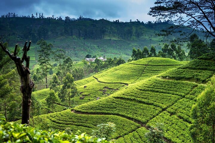 Ultimate 4-Day Cultural and Hill Country Tour of Sri Lanka (Kandy & Nuwara Eliya) photo 3