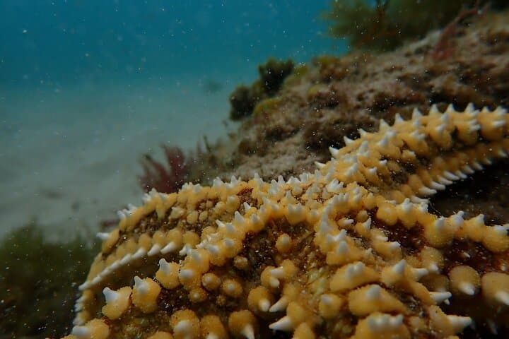 Kayaking and Snorkeling in Arrábida from Lisbon — Sesimbra Marine Adventure photo 3