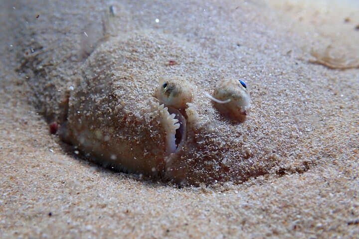 Try Scuba Diving in Arrábida Marine Reserve — Beginner Dives with Photos from Lisbon photo 3