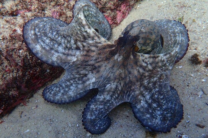 Kayaking and Snorkeling in Arrábida from Lisbon — Sesimbra Marine Adventure photo 5