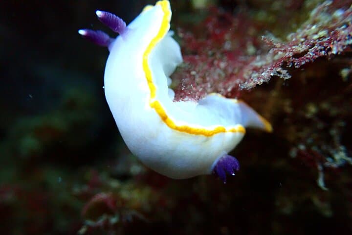 Try Scuba Diving in Arrábida Marine Reserve — Beginner Dives with Photos from Lisbon photo 4