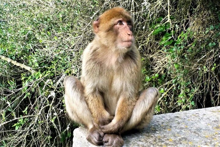 Gibraltar and Marbella Day Trip from Malaga: Rock, Monkeys & Old Town photo 2
