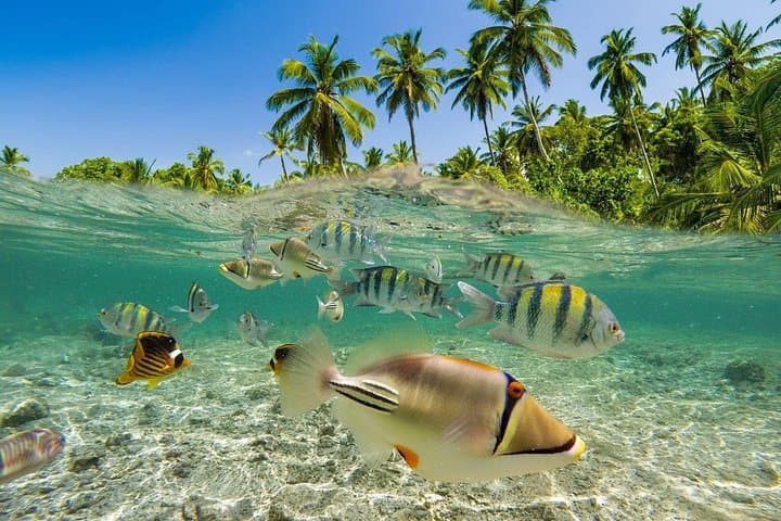 Private Snorkeling at Blue Lagoon Beach, Bali — Coral Gardens & Turtle Encounters photo 4
