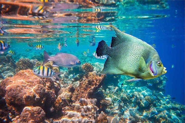 Private Snorkeling at Blue Lagoon Beach, Bali — Coral Gardens & Turtle Encounters photo 2