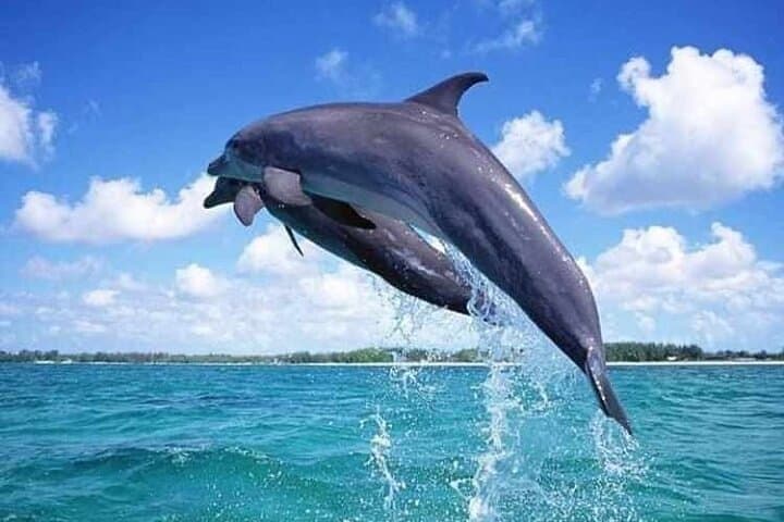Snorkel Mnemba Atoll: Zanzibar's Tropical Fish Capital & Sandbank Escape photo 3