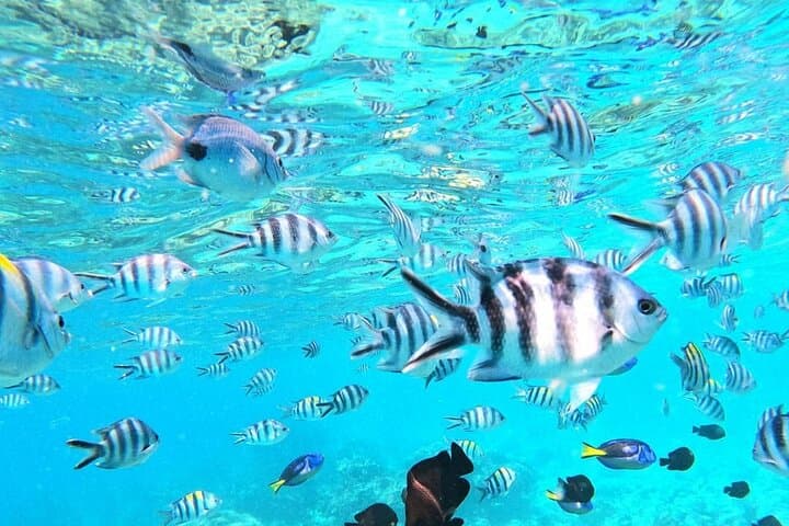 Snorkel Mnemba Atoll: Zanzibar's Tropical Fish Capital & Sandbank Escape photo 5
