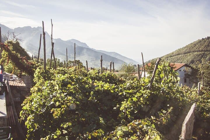 Amalfi Coast Deluxe Mozzarella, Olive Oil & Wine Tasting Tour photo 5