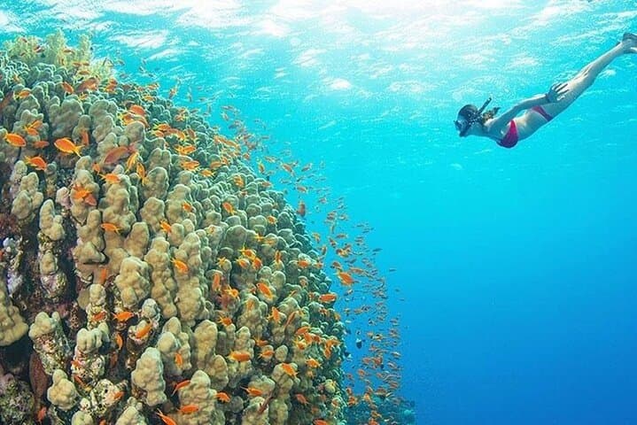 Mnemba Island Snorkel, Nungwi Village & Sea Turtle Experience photo 6