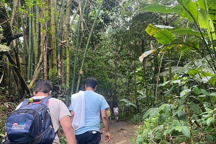 El Yunque Rainforest Hiking Tour from San Juan — Yokahu Tower, Trails & Natural Pools photo 6