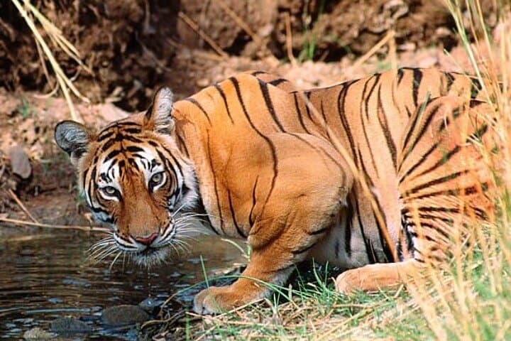 Jim Corbett Two-Night Wildlife Tour: Tigers, Rivers & Village Life photo 1