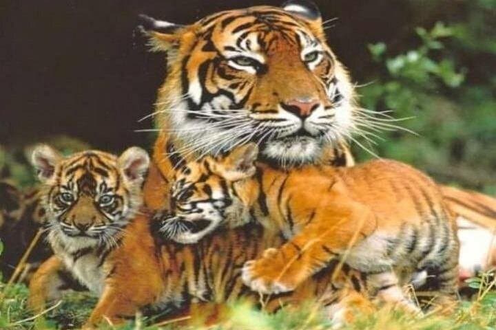 Jim Corbett Two-Night Wildlife Tour: Tigers, Rivers & Village Life photo 2