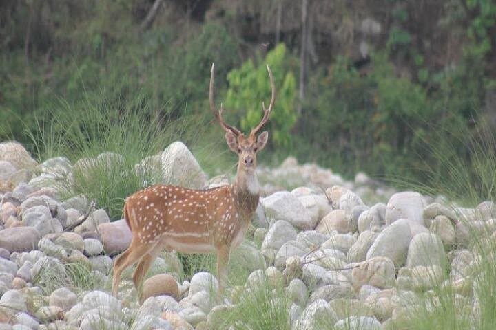 Jim Corbett Two-Night Wildlife Tour: Tigers, Rivers & Village Life photo 3