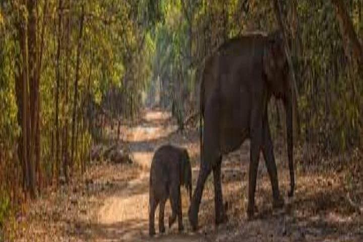 Jim Corbett Two-Night Wildlife Tour: Tigers, Rivers & Village Life photo 4
