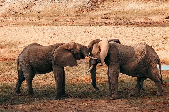 One-Day Fly-In Safari to Nyerere (Selous): Epic Game Viewing from Zanzibar photo 1