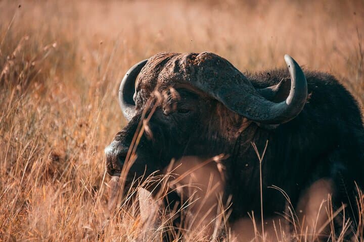 2-Day Selous (Nyerere) Fly-In Safari from Zanzibar — Game Drives, Walks & Rufiji Boat Safaris photo 5