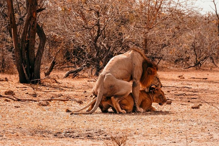 One-Day Fly-In Safari to Nyerere (Selous): Epic Game Viewing from Zanzibar photo 3