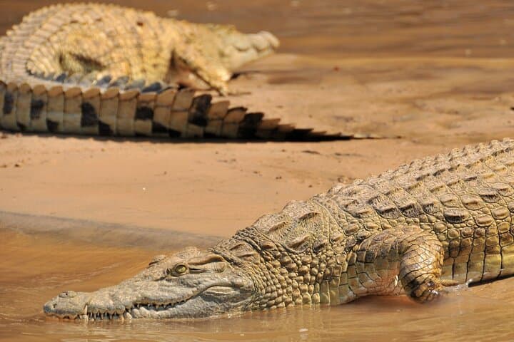 One-Day Fly-In Safari to Nyerere (Selous): Epic Game Viewing from Zanzibar photo 4