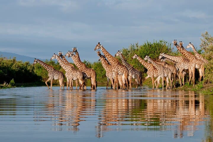 2-Day Selous (Nyerere) Fly-In Safari from Zanzibar — Game Drives, Walks & Rufiji Boat Safaris photo 3