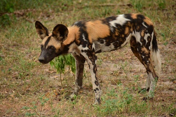 2-Day Selous (Nyerere) Fly-In Safari from Zanzibar — Game Drives, Walks & Rufiji Boat Safaris photo 6