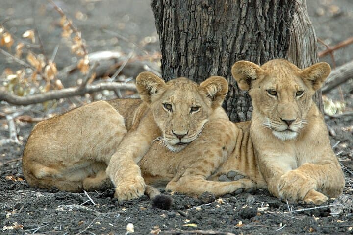 2-Day Selous (Nyerere) Fly-In Safari from Zanzibar — Game Drives, Walks & Rufiji Boat Safaris