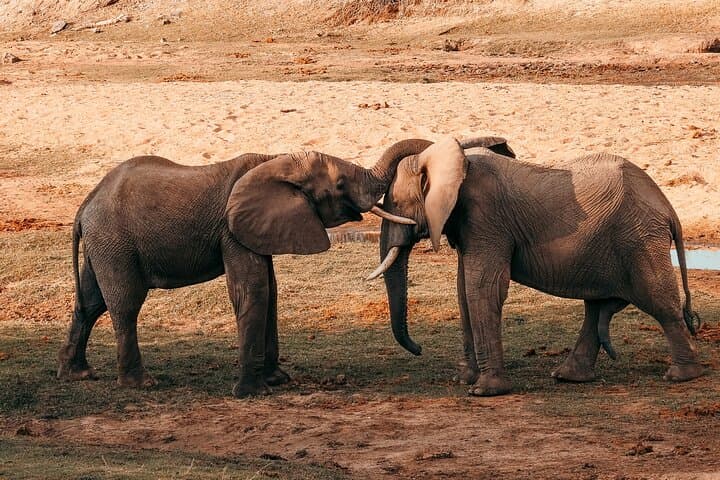 2-Day Selous (Nyerere) Fly-In Safari from Zanzibar — Game Drives, Walks & Rufiji Boat Safaris photo 2