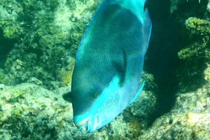 Mnemba Island Half-Day Private Snorkeling Adventure — Best Snorkel Spots Near Matemwe photo 4