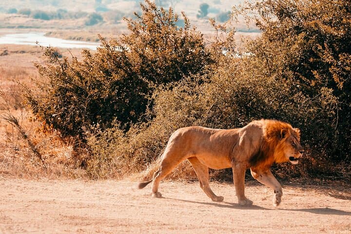 2-Day Selous (Nyerere) Fly-In Safari from Zanzibar — Game Drives, Walks & Rufiji Boat Safaris photo 4