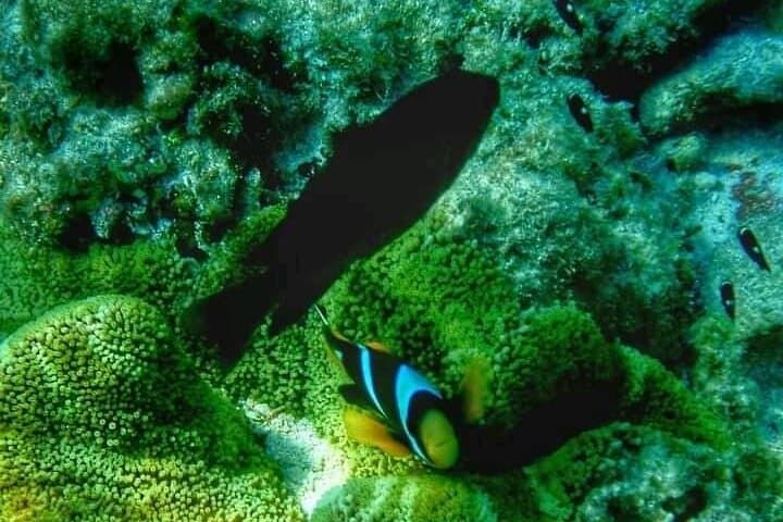 Mnemba Island Half-Day Private Snorkeling Adventure — Best Snorkel Spots Near Matemwe photo 2