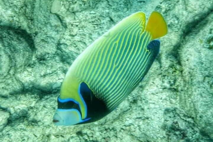 Mnemba Island Half-Day Private Snorkeling Adventure — Best Snorkel Spots Near Matemwe photo 6