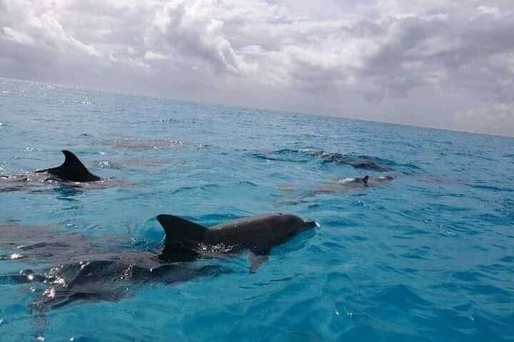 Mnemba Island Half-Day Private Snorkeling Adventure — Best Snorkel Spots Near Matemwe photo 3