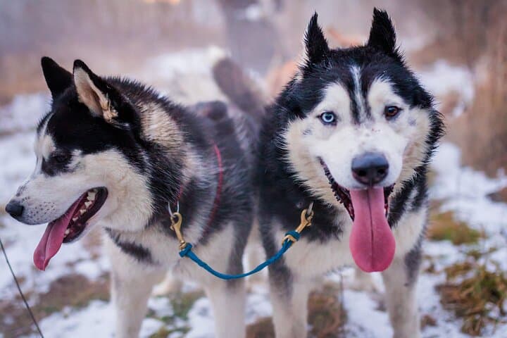 Dog Sledding in the Tatra Mountains: Full-Day Husky Sled Ride from Kraków photo 1
