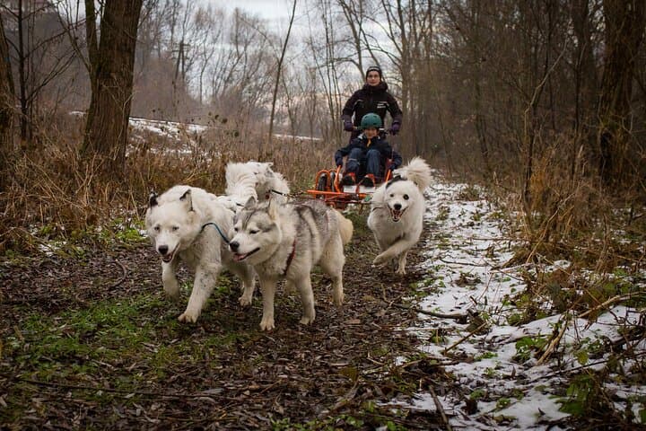 Dog Sledding in the Tatra Mountains: Full-Day Husky Sled Ride from Kraków photo 3