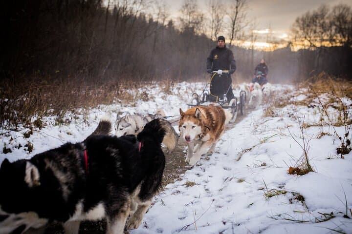Dog Sledding in the Tatra Mountains: Full-Day Husky Sled Ride from Kraków photo 4
