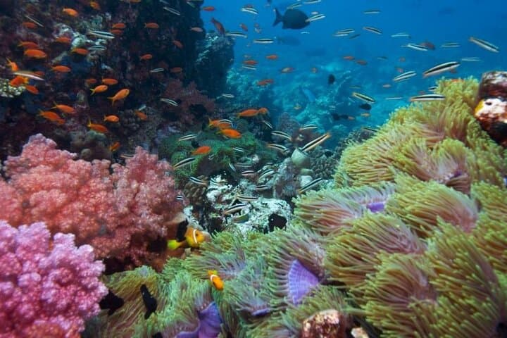 Phu Quoc Half-Day Snorkeling Trip from An Thoi: Top Islands, What to Expect & Tips photo 5