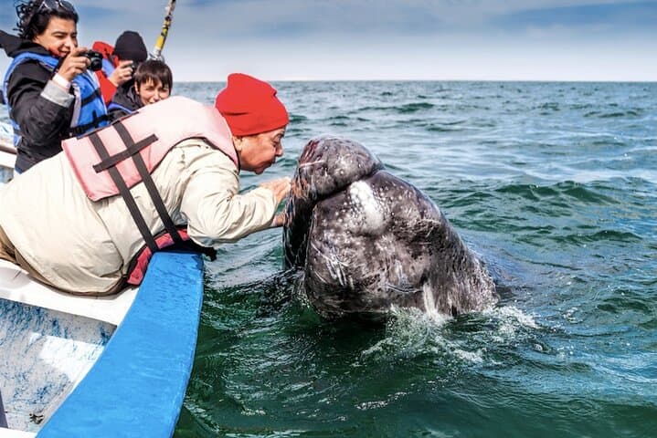 Magdalena Bay Gray Whale Expedition: Close Encounters and Eco-Guided Boat Tours photo 2