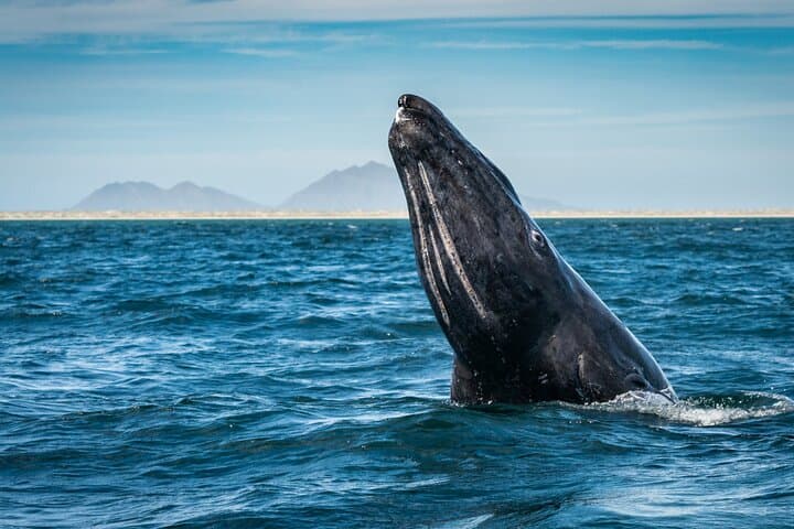 Magdalena Bay Gray Whale Expedition: Close Encounters and Eco-Guided Boat Tours photo 3