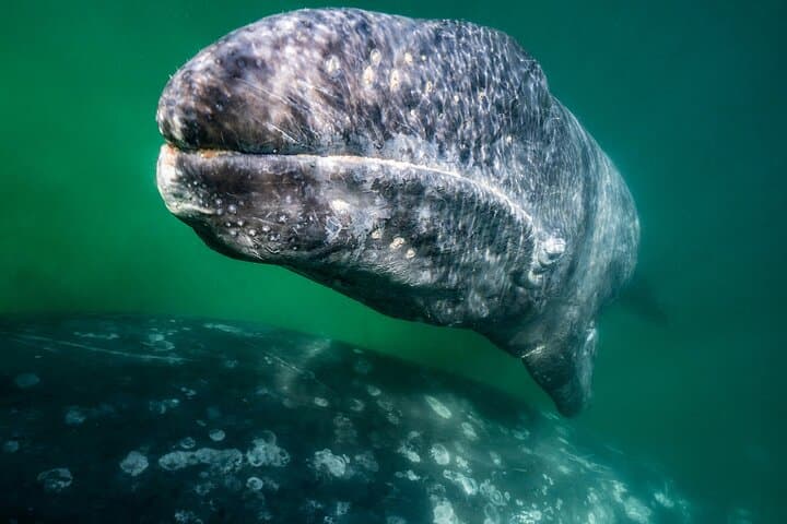 Magdalena Bay Gray Whale Expedition: Close Encounters and Eco-Guided Boat Tours photo 6