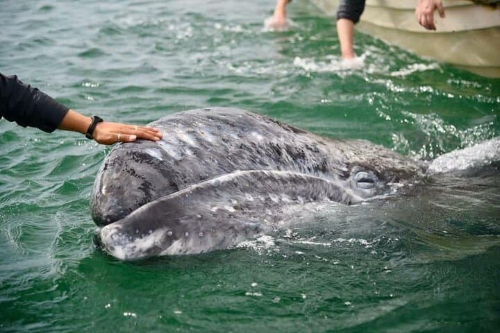 Magdalena Bay Gray Whale Expedition: Close Encounters and Eco-Guided Boat Tours