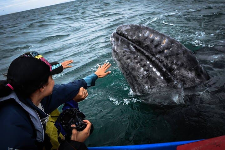 Magdalena Bay Gray Whale Expedition: Close Encounters and Eco-Guided Boat Tours photo 5